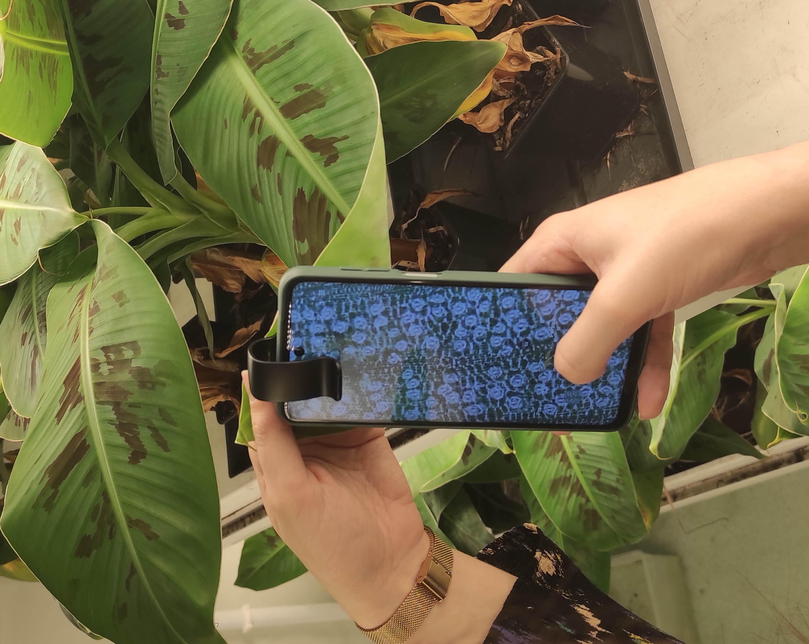 STOMmini kit used to image banana leaves