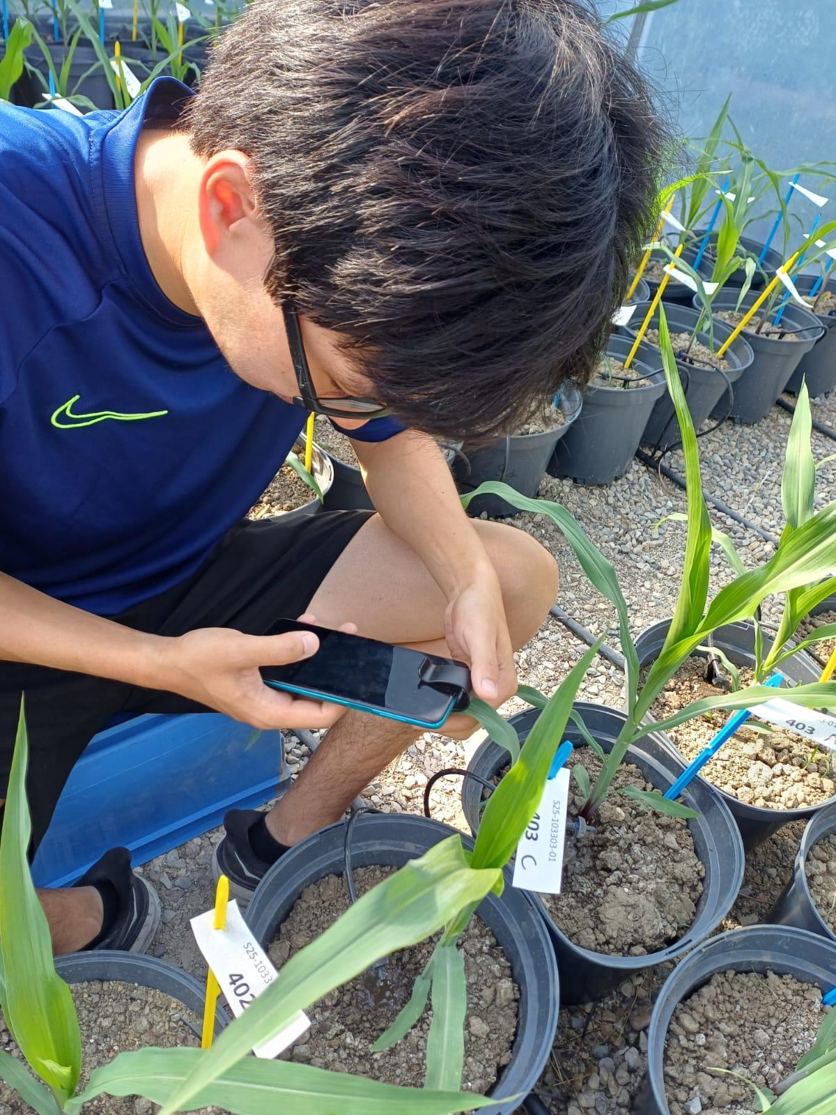 STOMmini kit used on young maize plants