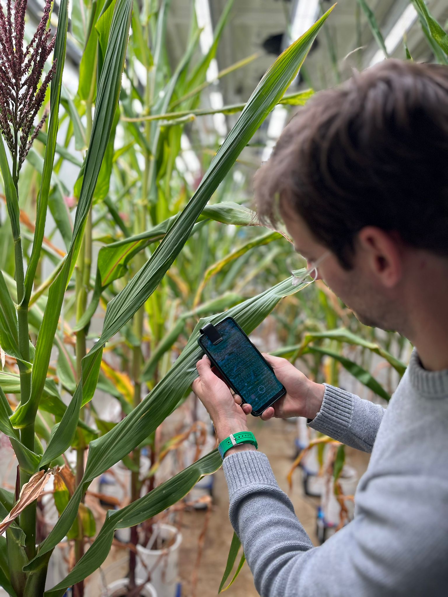 STOMmini kit used on maize in a greenhouse