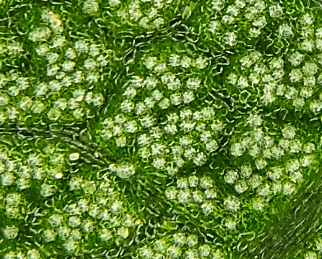 Apricot stomata imaged with STOMmini