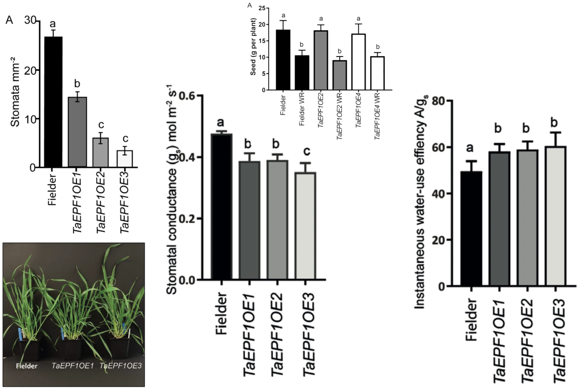 Published wheat results comparing stomatal density, conductance, water-use efficiency and yield