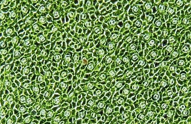 Coffee stomata imaged with STOMmini
