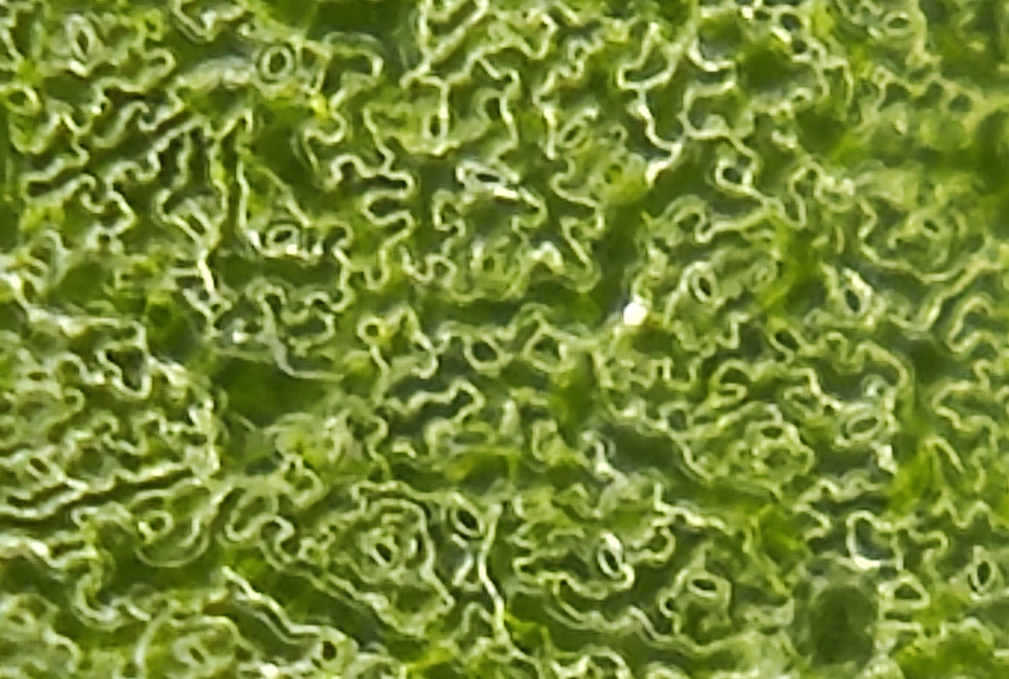 Rapeseed stomata imaged with STOMmini