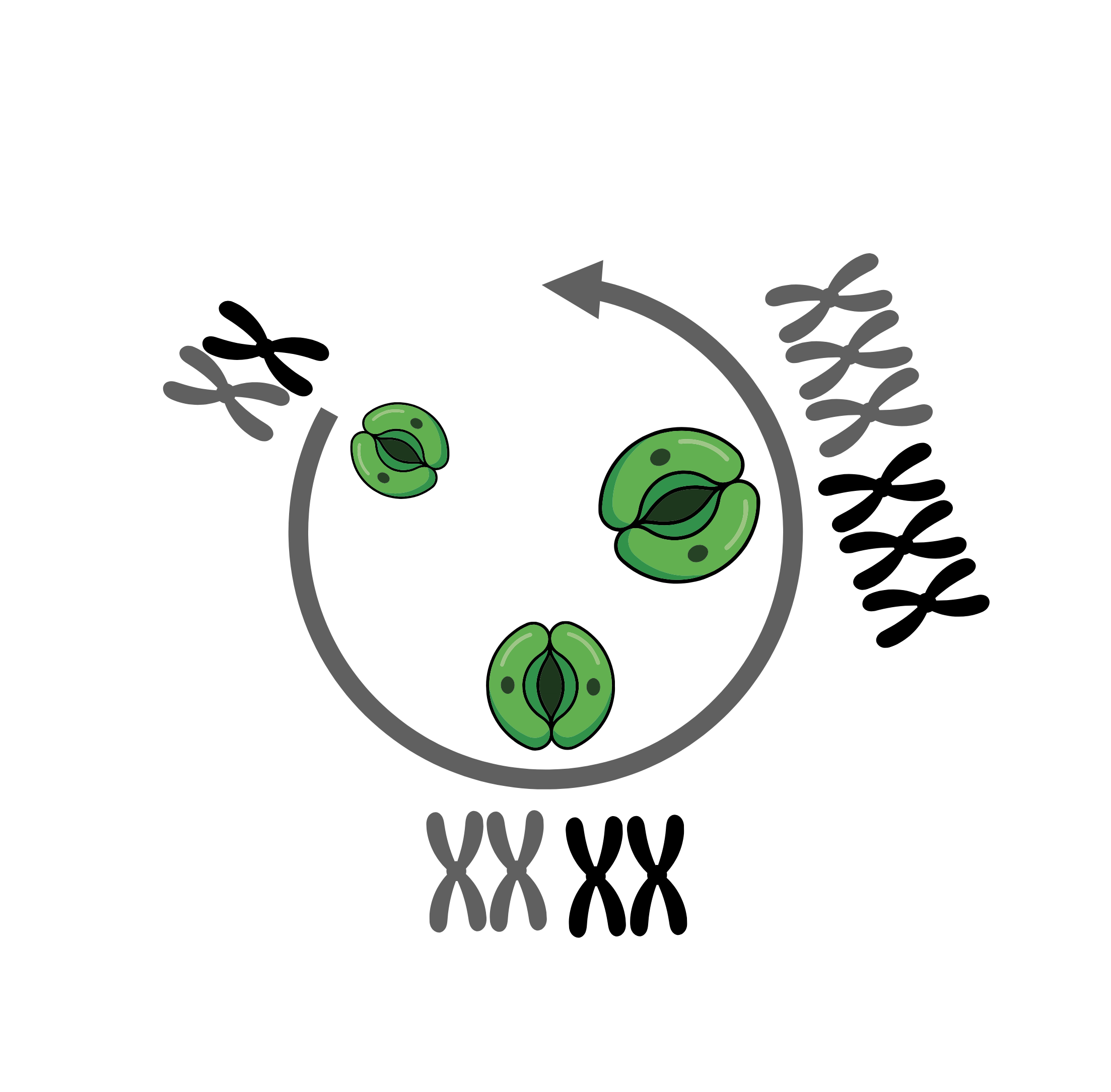 Ploidy