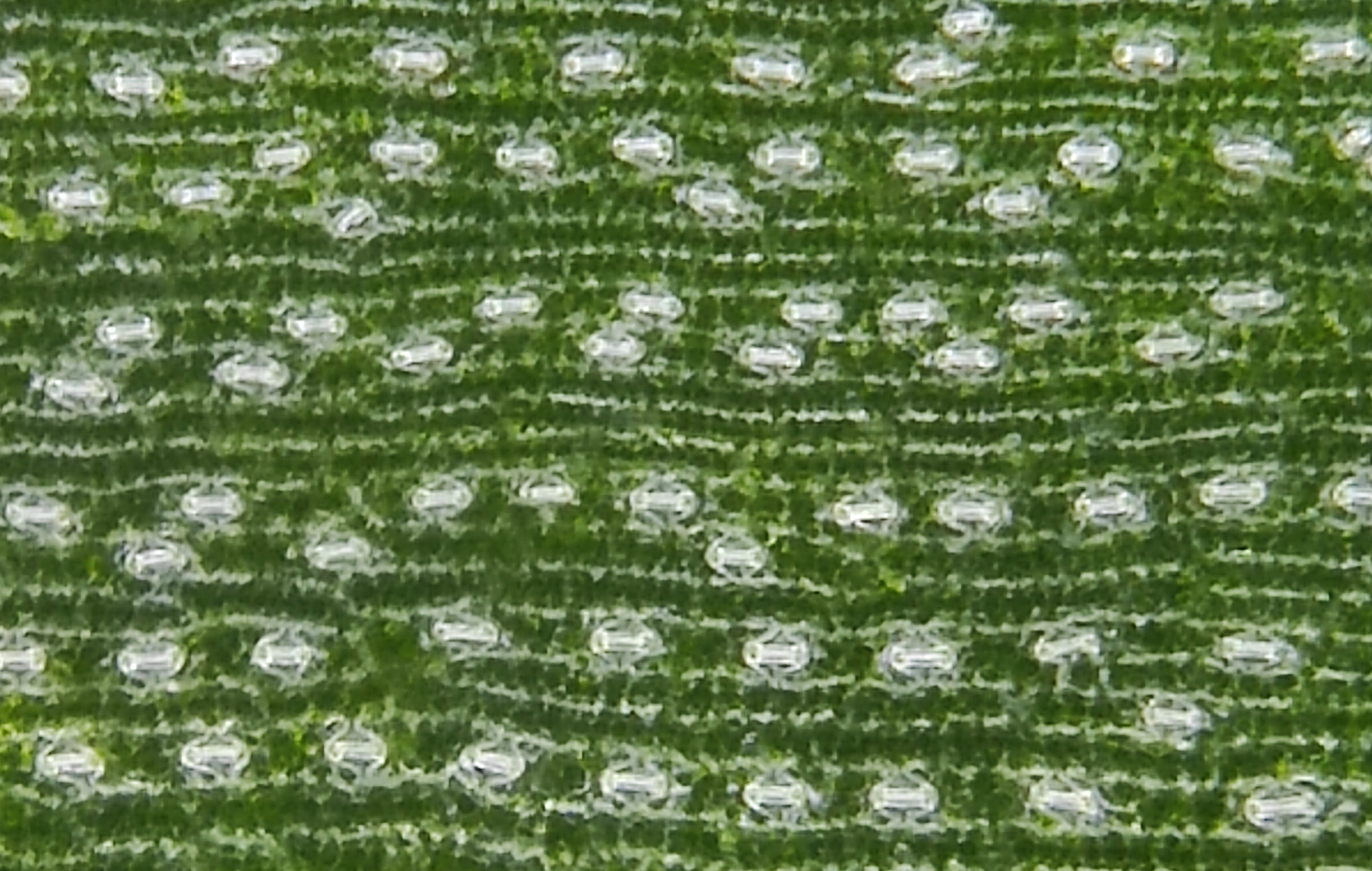 Maize stomata imaged with STOMmini