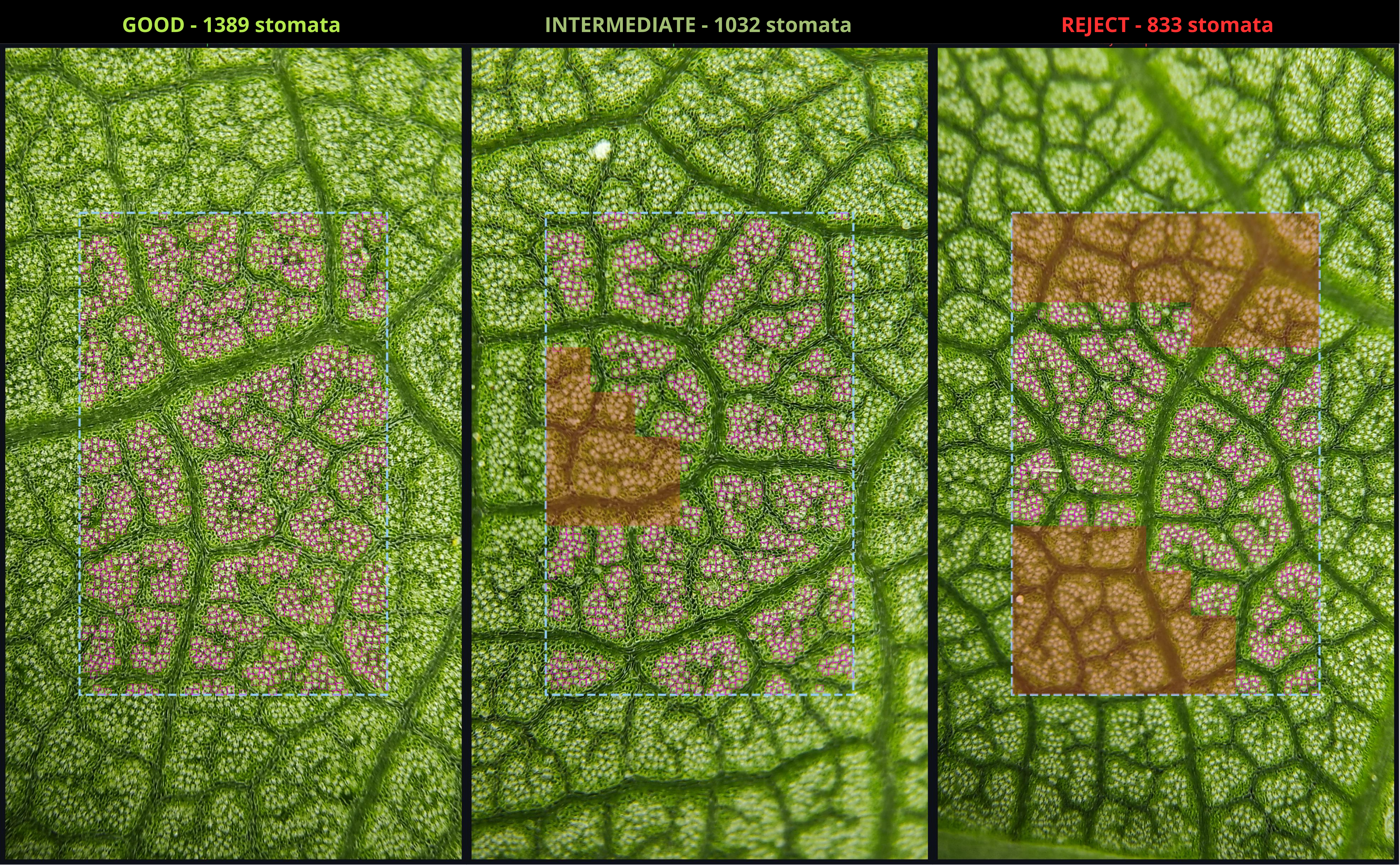 Quality Check pipeline showing accepted and rejected stomatal images
