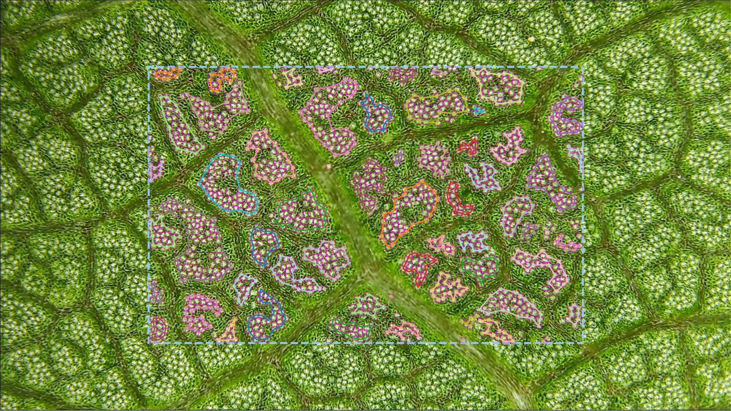 Apricot leaf with stomatal clusters detected by STOM