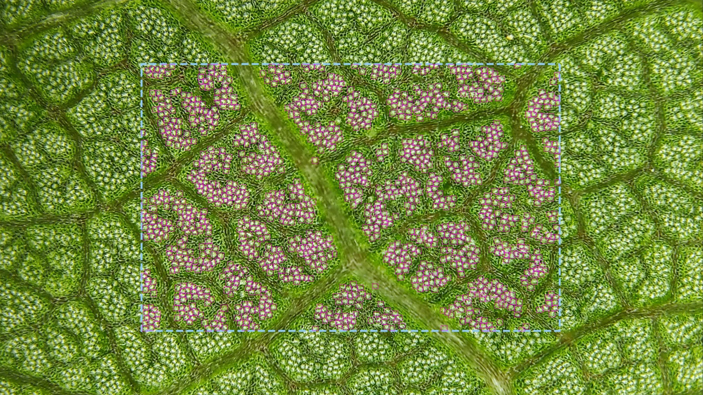 Apricot leaf with individual stomata detected by STOM