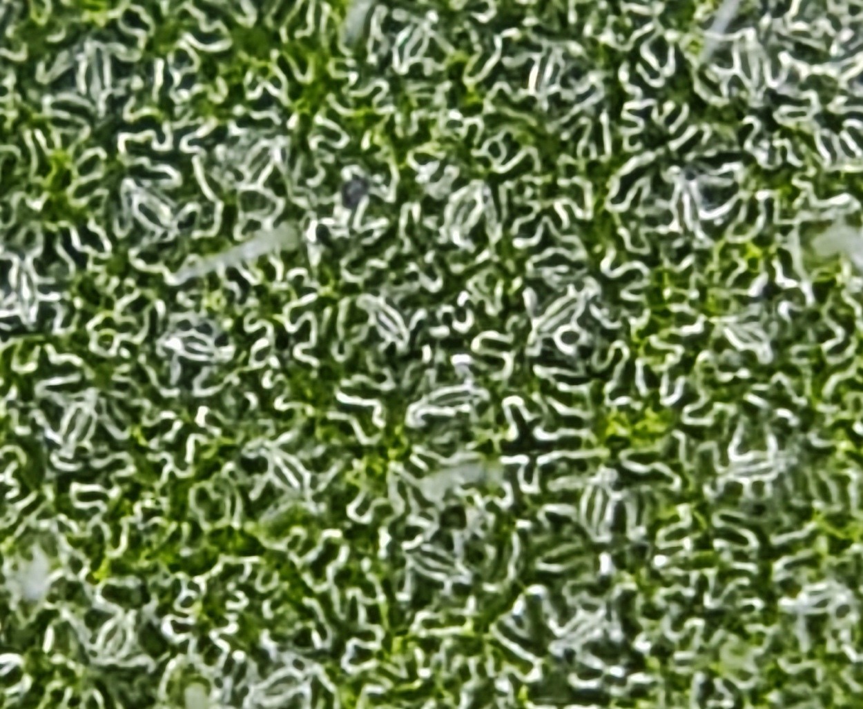 Tomato stomata imaged with STOMmini