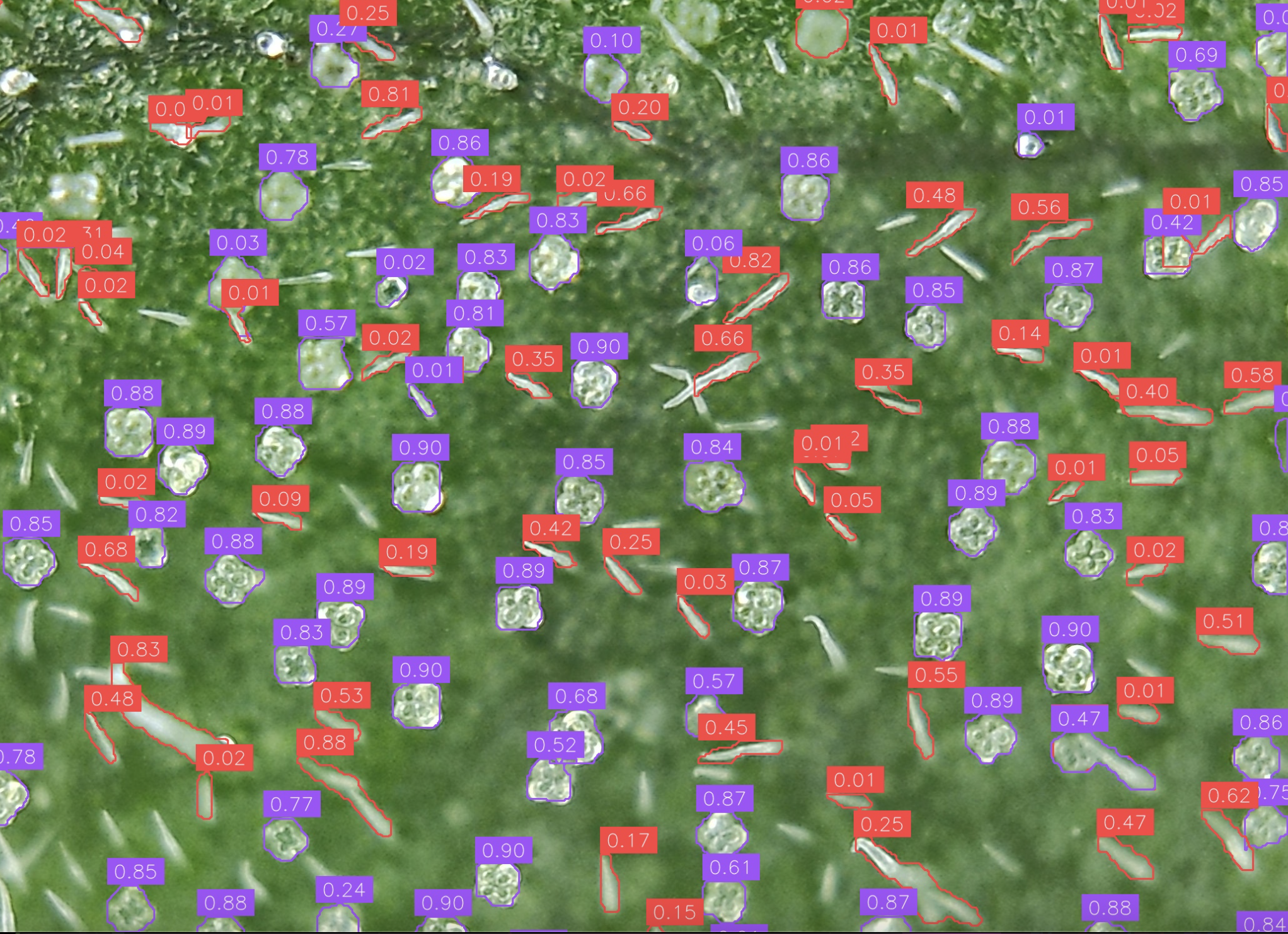 Trichome imaging example 2