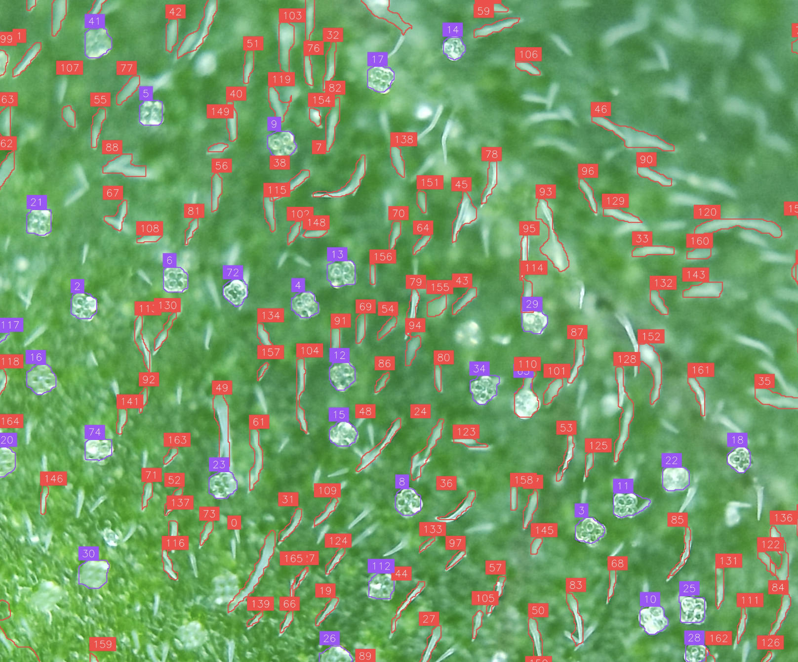 Trichome imaging example 1