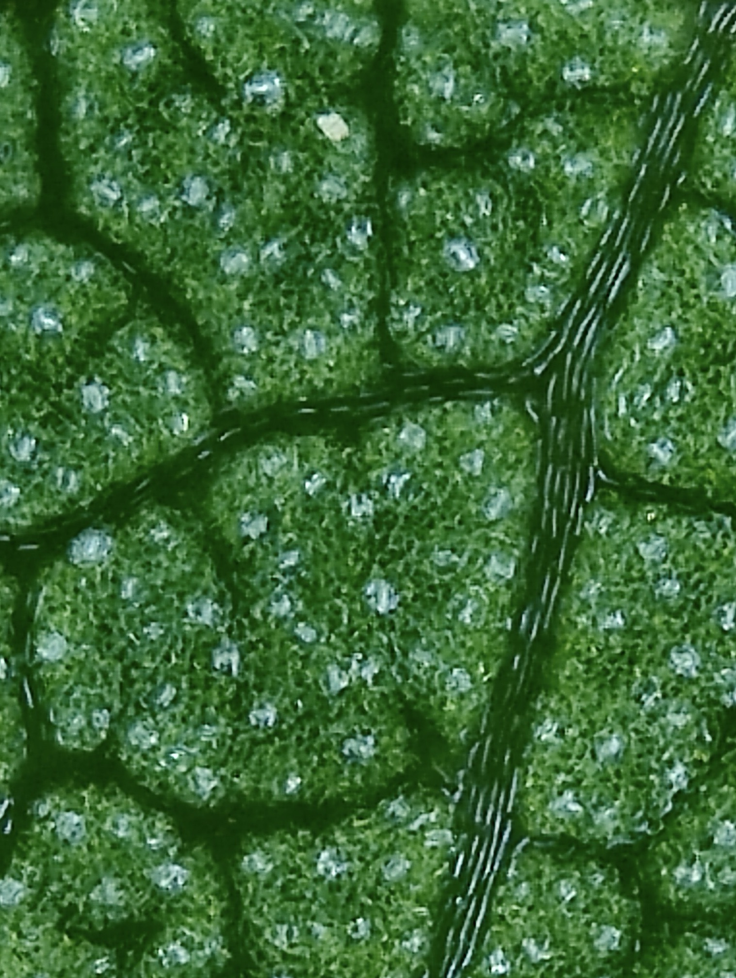 Grapevine stomata imaged with STOMmini