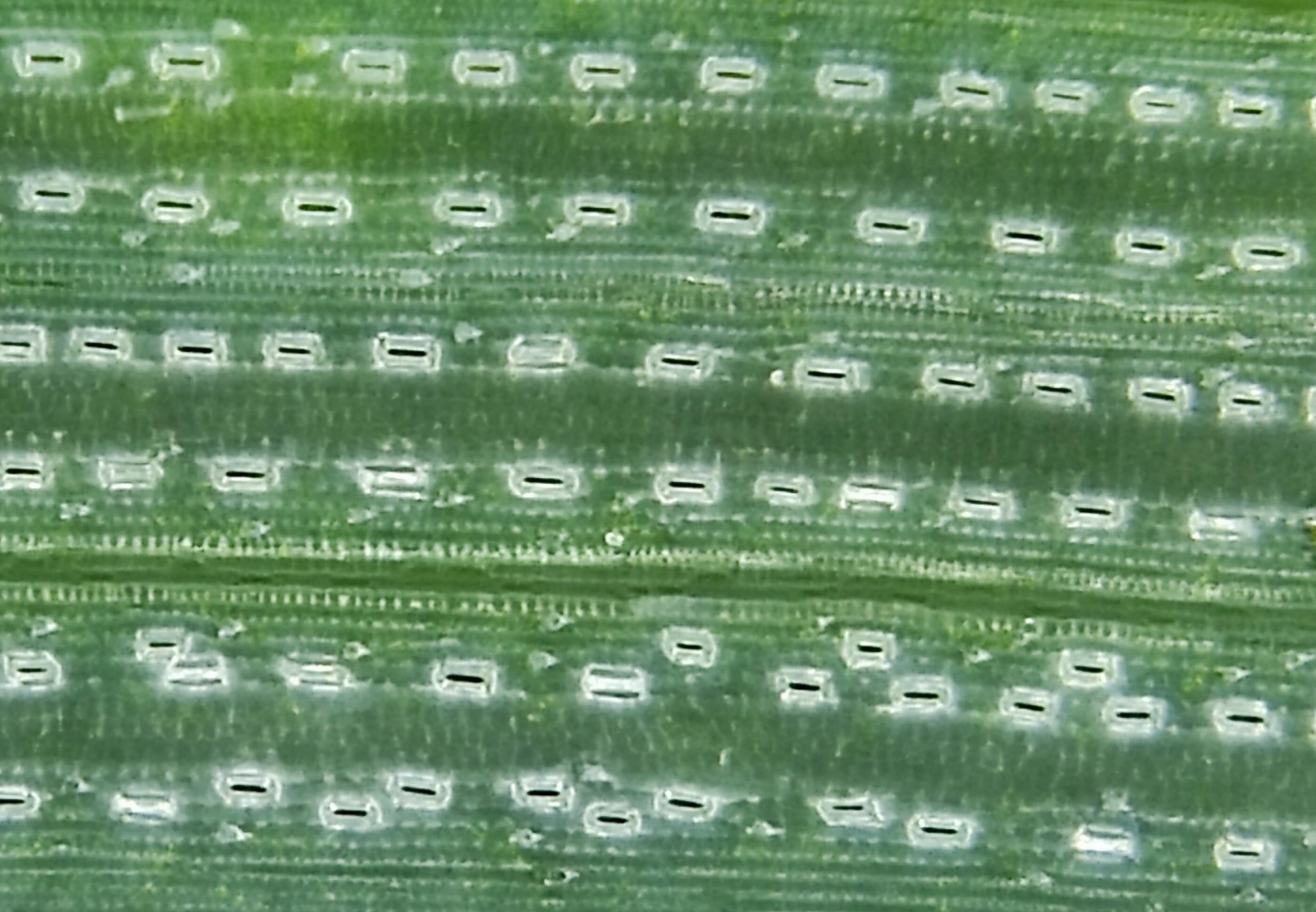 Wheat stomata imaged with STOMmini